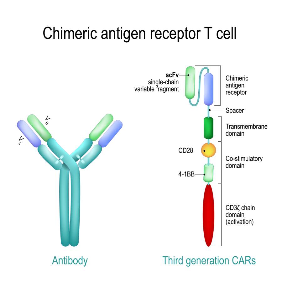Anesthesia Considerations for Immunotherapy Patients
